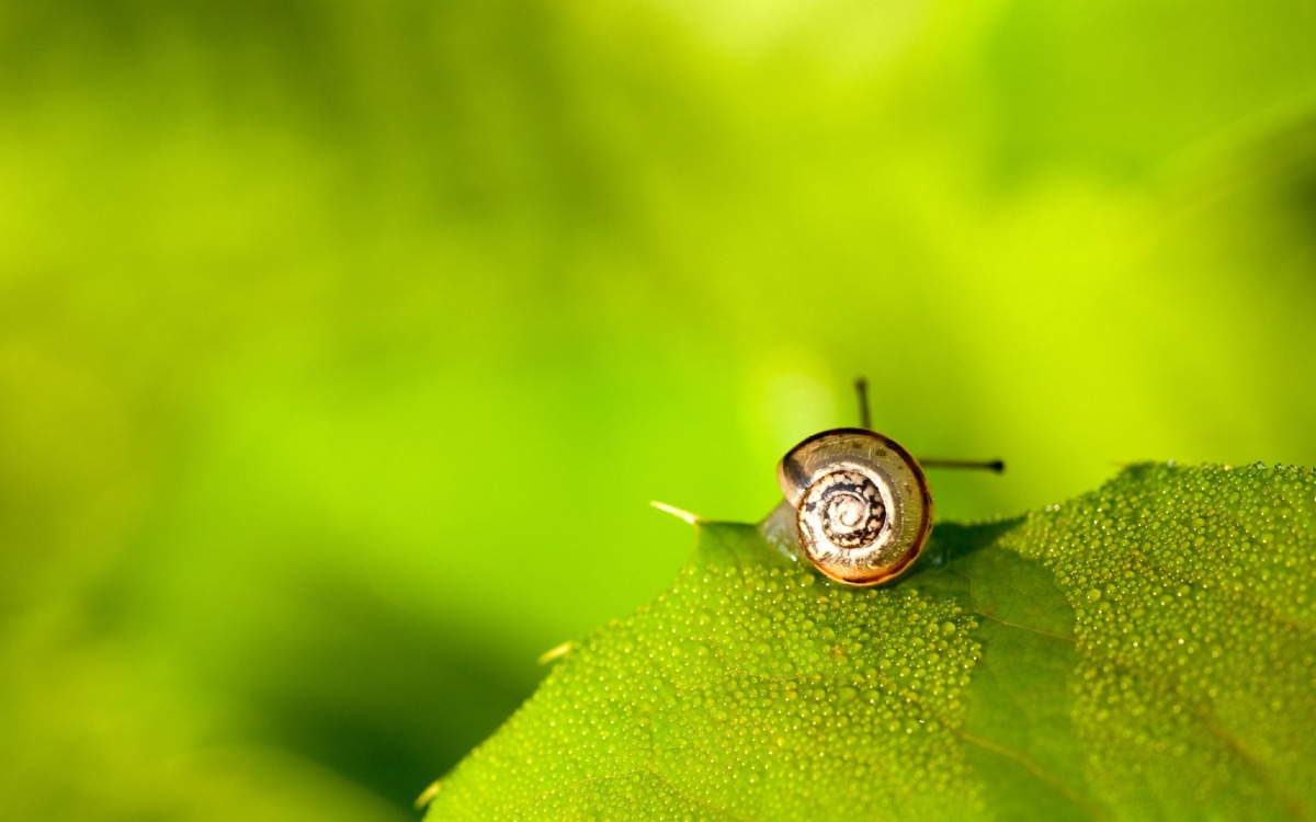 18965-desktop-wallpapers-snail.jpg