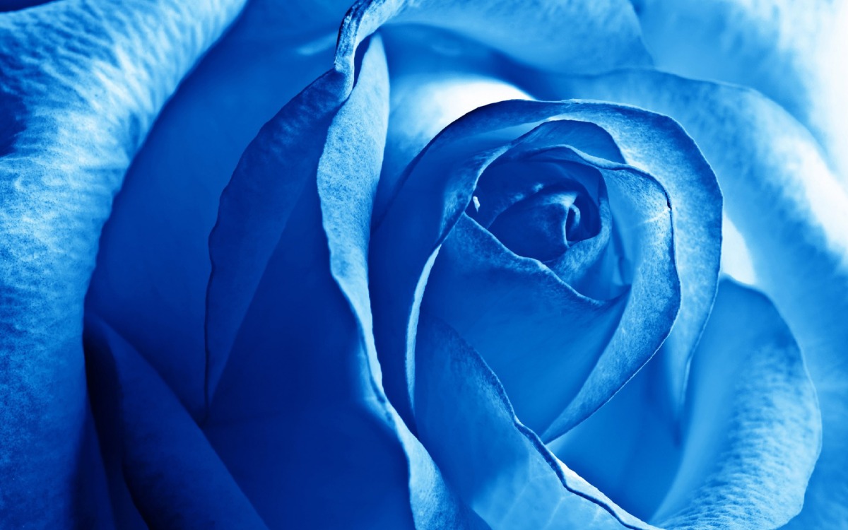Blue Rose Wallpaper 2560X1600.jpg